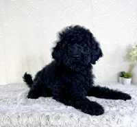 Maggie, a female Poodle - Standard  for sale in Indianapolis, IN – Photo 4 of 5