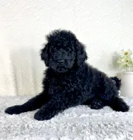 Maggie, a female Poodle - Standard  for sale in Indianapolis, IN – Photo 2 of 5