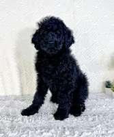 Maggie, a female Poodle - Standard  for sale in Indianapolis, IN – Photo 5 of 5