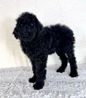 Maggie, a female Poodle - Standard  for sale in Indianapolis, IN – Photo 3 of 5