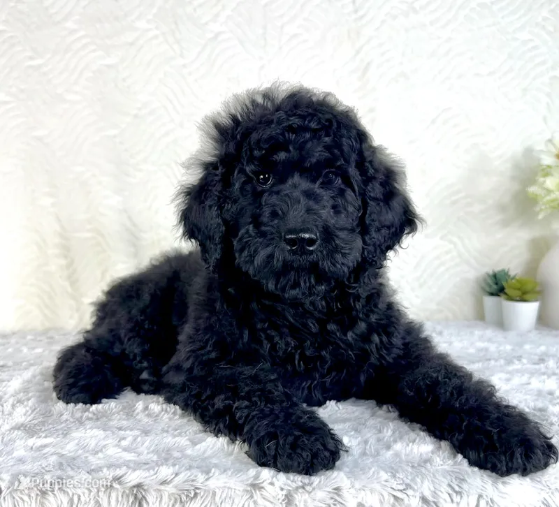 Maggie – Poodle - Standard  puppy for sale in Indianapolis, IN