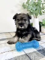 AKC Bobby, a male Miniature Schnauzer for sale in Indianapolis, IN – Photo 5 of 5