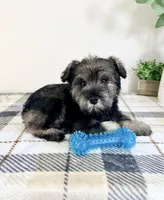 AKC Bobby, a male Miniature Schnauzer for sale in Indianapolis, IN – Photo 4 of 5