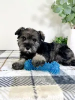 AKC Bobby, a male Miniature Schnauzer for sale in Indianapolis, IN – Photo 1 of 5