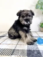 AKC Bobby, a male Miniature Schnauzer for sale in Indianapolis, IN – Photo 3 of 5