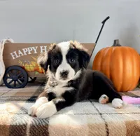 Pumpkin, a female Border Collie for sale in Indianapolis, IN – 5 of 5