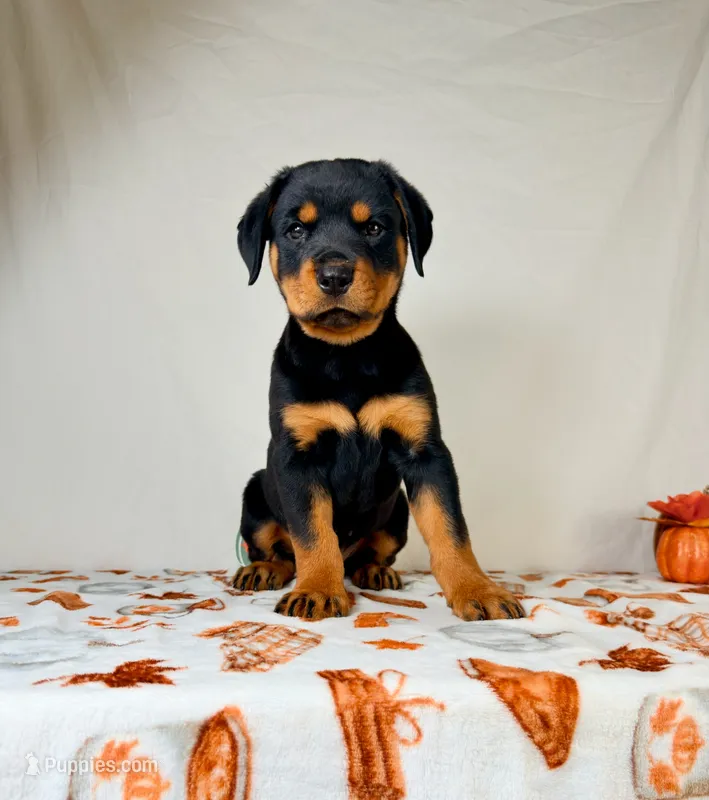 Duchess – Rottweiler puppy for sale in Indianapolis, IN