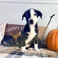 Cider, a male Border Collie for sale in Indianapolis, IN – 2 of 5
