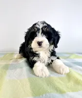 Bonnie, a female Miniature Bernedoodle for sale in Indianapolis, IN – 3 of 4
