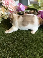 Beauty, a female Miniature Schnauzer and Shih Tzu for sale in Hopkinsville, KY – 4 of 5