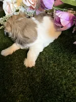 Fudge, a female Miniature Schnauzer and Shih Tzu for sale in Hopkinsville, KY – 3 of 6