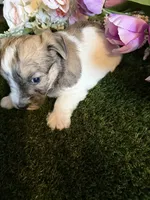 Fudge, a female Miniature Schnauzer and Shih Tzu for sale in Hopkinsville, KY – 6 of 6
