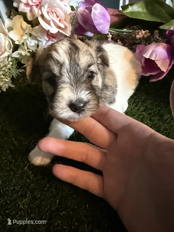 Fudge – Miniature Schnauzer, Shih Tzu puppy for sale in Hopkinsville, KY