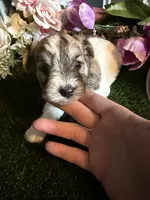 Fudge, a female Miniature Schnauzer and Shih Tzu for sale in Hopkinsville, KY – 1 of 6