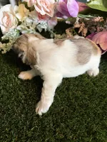 Beauty, a female Miniature Schnauzer and Shih Tzu for sale in Hopkinsville, KY – 3 of 5