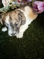 Fudge, a female Miniature Schnauzer and Shih Tzu for sale in Hopkinsville, KY – 5 of 6
