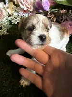 Beauty, a female Miniature Schnauzer and Shih Tzu for sale in Hopkinsville, KY – 5 of 5