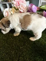 Princess, a female Miniature Schnauzer and Shih Tzu for sale in Hopkinsville, KY – 3 of 4