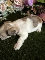 Beauty, a female Miniature Schnauzer and Shih Tzu for sale in Hopkinsville, KY – 2 of 5
