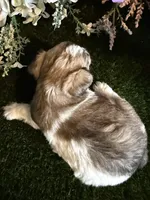Fudge, a female Miniature Schnauzer and Shih Tzu for sale in Hopkinsville, KY – 4 of 6
