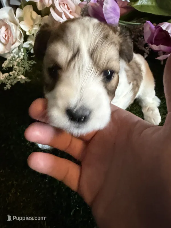 Princess – Miniature Schnauzer, Shih Tzu puppy for sale in Hopkinsville, KY
