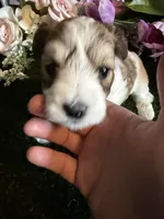 Princess, a female Miniature Schnauzer and Shih Tzu for sale in Hopkinsville, KY – 1 of 4