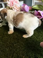 Princess, a female Miniature Schnauzer and Shih Tzu for sale in Hopkinsville, KY – 2 of 4