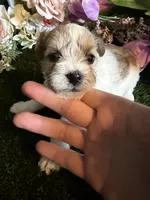 Beauty, a female Miniature Schnauzer and Shih Tzu for sale in Hopkinsville, KY – 1 of 5