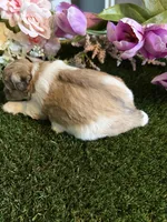 Penny, a female Miniature Schnauzer and Shih Tzu for sale in Hopkinsville, KY – 2 of 3