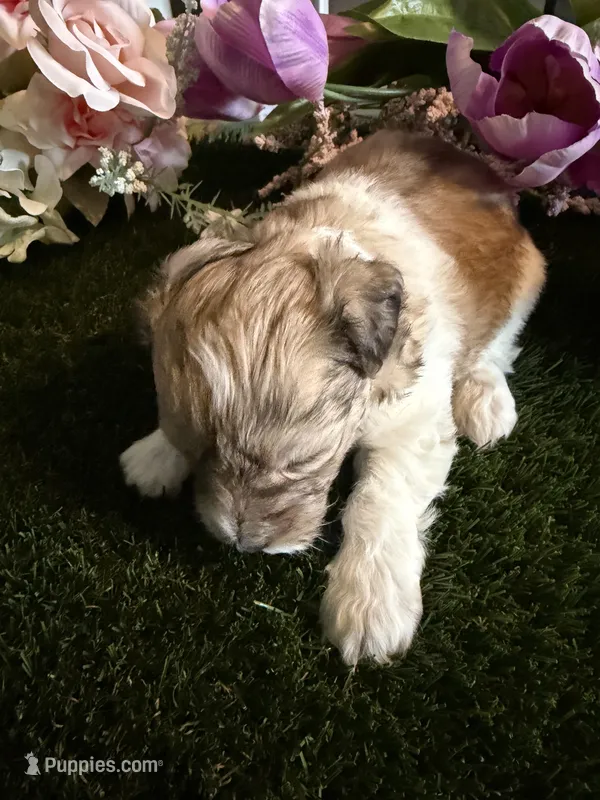 Penny – Miniature Schnauzer, Shih Tzu puppy for sale in Hopkinsville, KY