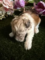 Penny, a female Miniature Schnauzer and Shih Tzu for sale in Hopkinsville, KY – 1 of 3