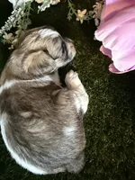 Fudge, a female Miniature Schnauzer and Shih Tzu for sale in Hopkinsville, KY – 2 of 6