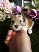 Penny, a female Miniature Schnauzer and Shih Tzu for sale in Hopkinsville, KY – 3 of 3