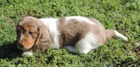 Cookie Female 2, a female Miniature Dachshund for sale in Big Cabin, OK – 3 of 3
