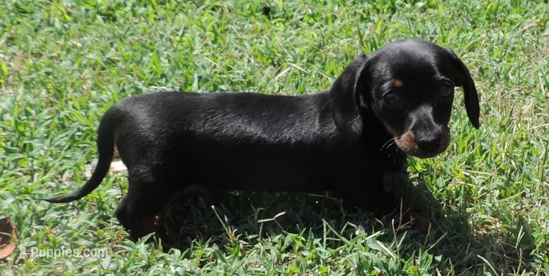 Millie Male 1 – Miniature Dachshund puppy for sale in Big Cabin, OK