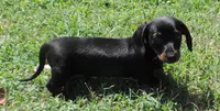 Millie Male 1, a male Miniature Dachshund for sale in Big Cabin, OK – 1 of 3