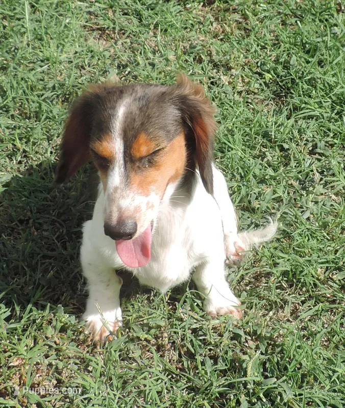 Roxie Female 5 – Miniature Dachshund puppy for sale in Big Cabin, OK