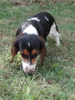 Roxie Male 2, a male Miniature Dachshund for sale in Big Cabin, OK – 3 of 9