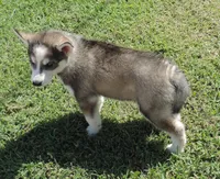 P Female 3, a female Siberian Husky for sale in Big Cabin, OK – 2 of 3
