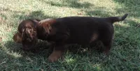 Cocoa male 1, a male Miniature Dachshund for sale in Big Cabin, OK – 2 of 3