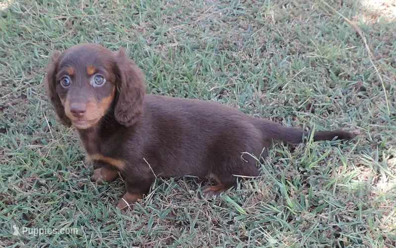 Cocoa female 4 – Miniature Dachshund puppy for sale in Big Cabin, OK