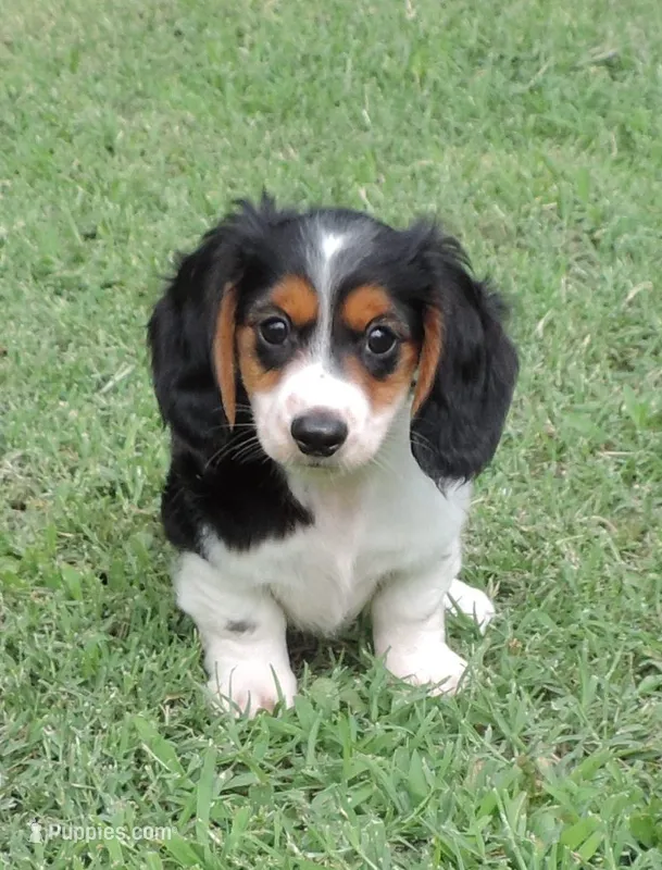 Roxie Male 2 – Miniature Dachshund puppy for sale in Big Cabin, OK