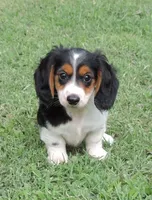 Roxie Male 2, a male Miniature Dachshund for sale in Big Cabin, OK – 1 of 3