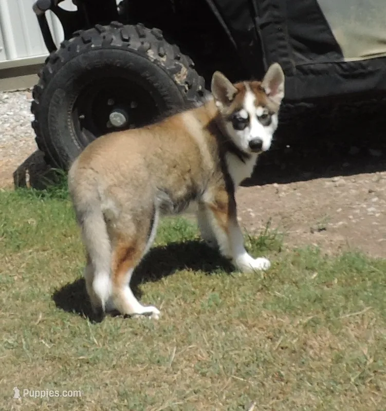 P Male 1 – Siberian Husky puppy for sale in Big Cabin, OK