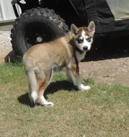 P Male 1, a male Siberian Husky for sale in Big Cabin, OK – 1 of 6