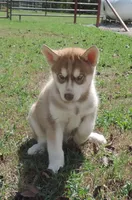 Suzie Male 1, a male Siberian Husky for sale in Big Cabin, OK – 1 of 3