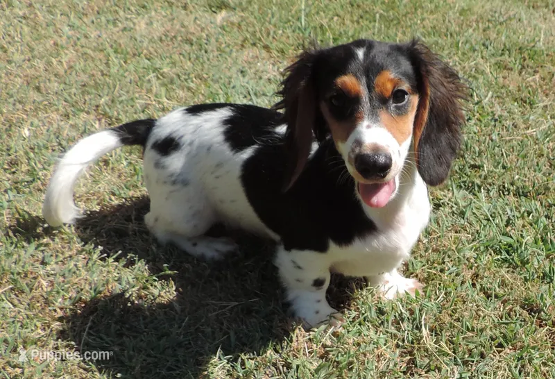 Roxie Male 2 – Miniature Dachshund puppy for sale in Big Cabin, OK