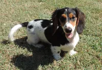 Roxie Male 2, a male Miniature Dachshund for sale in Big Cabin, OK – 1 of 9