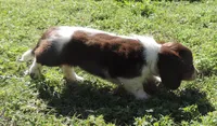 Cookie Female 3, a female Miniature Dachshund for sale in Big Cabin, OK – 3 of 3