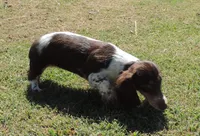 Cookie Female 3, a female Miniature Dachshund for sale in Big Cabin, OK – 3 of 9